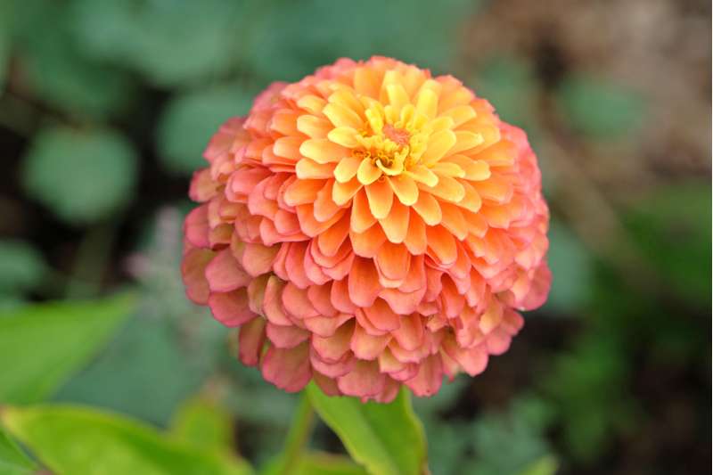 Zinnia 'Queeny Lime Red' (frø)